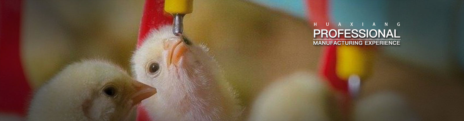 Máquina de Criação de Aves