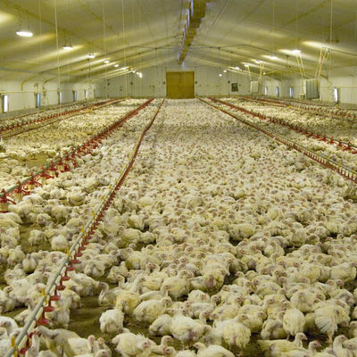 Alimentador Linear 45-65 para Frangos de Aves Automático com Funil de Alimentação