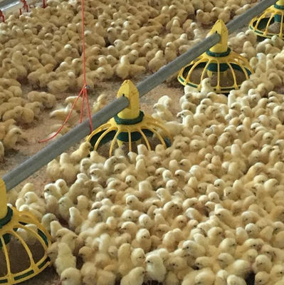 Alimentador Automático para Aves Bebedouro 45-65 Sistema de Bebedouro para Frangos de Corte