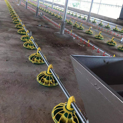 Linha Alimentadora de Frangos Totalmente Automática 14/16 Partições 450kg/H