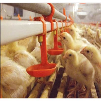 Sistema de bebedouro de mamilo de galinha de pássaro codorna 3 meses de garantia