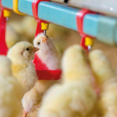 Comedouros e bebedouros para galinhas com diâmetro de 330 mm